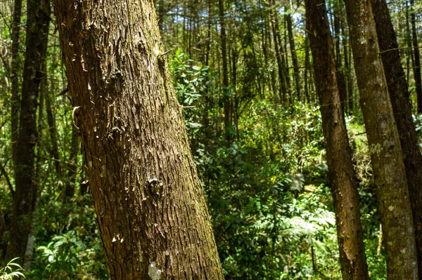 Bosque Lleno Árboles Altos Con Musgo Liquen Rodeado Muchas Plantas —  Fotos de Stock