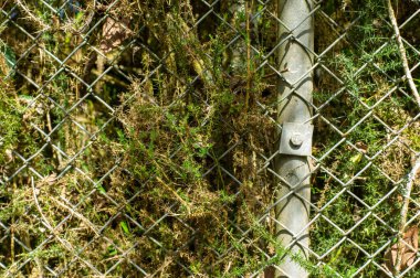 Izgara içinde büyüyen biberiye benzeri bitki