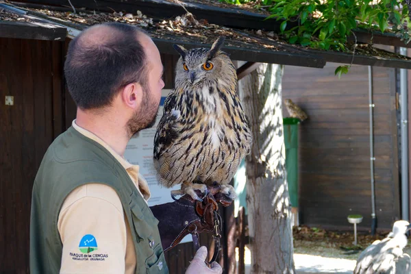 Granada, Endülüs / İspanya - 29 Mart 2015: Beyaz Kel Adam Dev Turuncu Gözleriyle Baykuşa Bakıyor