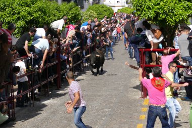 Arcos de la Frontera, Sevilla / İspanya - 5 Nisan 2015: Vahşi Adam Sokakta Boğa Bağırıyor, Hayvanı Korkutuyor