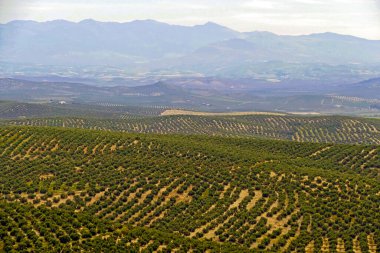 Ekonomik olarak Jaen Vilayeti 'ne taşınan ve İspanya' nın Ubeda kentindeki ağaçların çevreye faydası olan zeytin ağacının geniş çaplı mahsulleri.