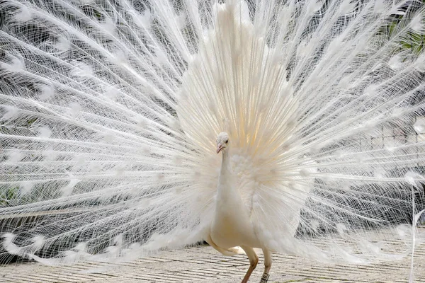 The White Male Peacock has a Genetic Mutation Called Leucism that Causes its Spectacular Colorless Feathers