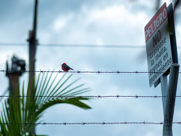 Vermilion Flycatcher Pyrocephalus Obscurus Bird Standing Electric Cable Sign Says — Fotografia de Stock
