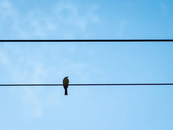 Vogel Steht Bei Sonnenuntergang Auf Strommast Vor Blauem Himmel — Stockfoto