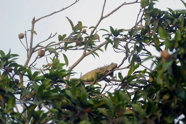 Pouteria Sapota Mamey Sapote Con Iguana Sorridente Appesa Rami Cartagena — Foto Stock