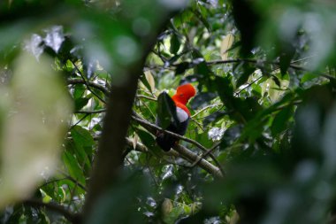 Kaya Horozu (Rupicola Peruvianus) Ormanda Yağmur Yağarken Bir Ağaç Dalında Durmaktadır