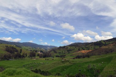 Green Hills full of Pasture for Cattle in Belmira, Antioquia / Colombia clipart