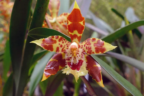 Oncidium, Specie of Orchid, Medellin / Kolombiya 'daki Bir Bahçede Kırmızı ve Sarı Çiçek