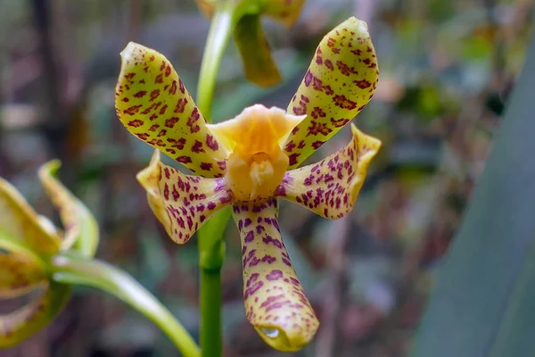 Gastrochilus Calceolaris Druh Čeledi Orchidaceae Žlutý Květ Fialovými Skvrnami Okvětních — Stock fotografie