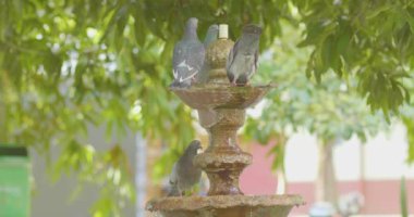 Halka açık bir parkta Çeşmeden Su İçen Güvercinler