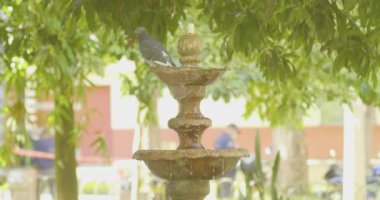 Halka açık bir parkta Çeşmeden Su İçen Güvercinler