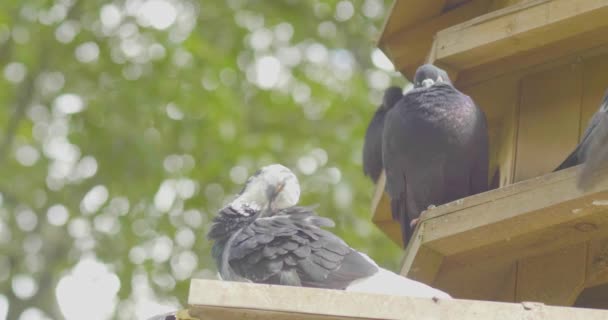 Galambok Egy Fából Készült Madárházban Egy Fákkal Teli Parkban — Stock videók