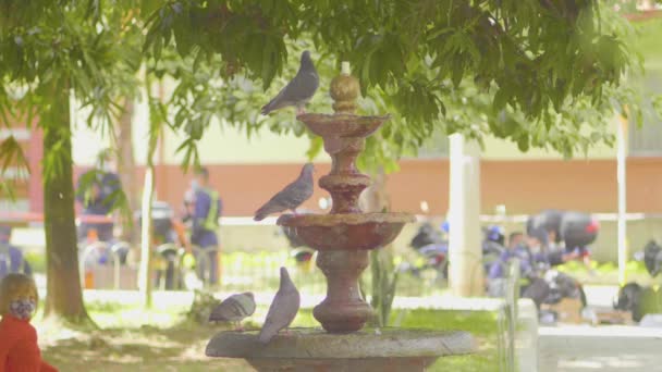 Medellin Antioquia Colombia October 2020 Curious Little Blonde Passes Pigeons — стокове відео