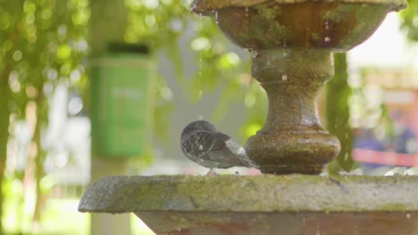 Palomas Bebiendo Agua Una Fuente Parque Público Cámara Lenta — Vídeos de Stock