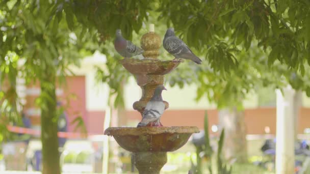 Palomas Bebiendo Agua Una Fuente Parque Público Cámara Lenta — Vídeos de Stock