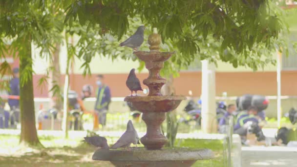 Bir Halk Parkındaki Çeşmeden Yavaş Çekimde Çen Güvercinler — Stok video