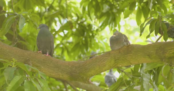 Gray Doves Tree Branches Green Leaves Them — Stock Video