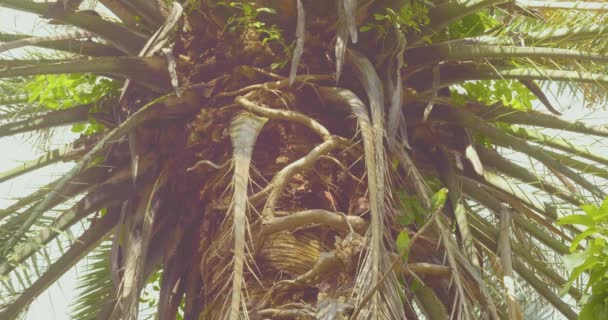 야자나무 앵무새 — 비디오