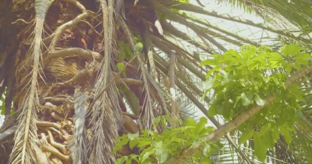 Πράσινοι Παπαγάλοι Στέκονται Ένα Κλαδί Φοίνικα — Αρχείο Βίντεο