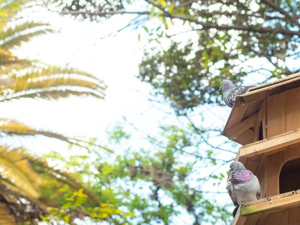 Pombos Uma Casa Pássaros Madeira Parque Público Cheio Árvores — Fotografia de Stock