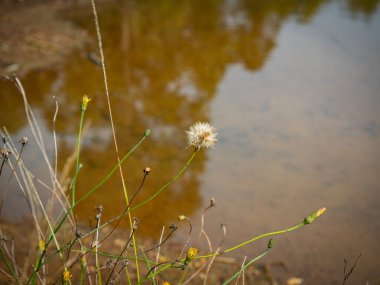 Karahindiba (Taraxacum officinale) doğanın ortasındaki gölün yakınında.