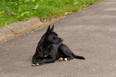 Siyah Melez Köpek Paved Yolu 'nun kenarına bakıyor.
