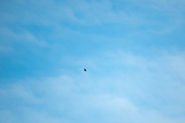 Gökyüzünde Uçan Kuş Yakınlarda Bulutlar Var