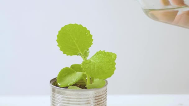 Origano Cubano Piantato Una Lattina Come Vaso Innaffiato Sfondo Bianco — Video Stock