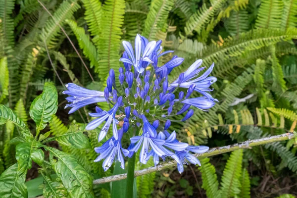 Agapanthoideae Fleur Aux Pétales Lilas — Photo