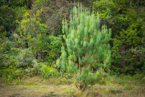 Sosna Monterey Sosna Insignis Lub Sosna Radiata Pinus Radiata Małe — Zdjęcie stockowe