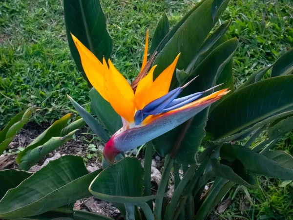 Grue Fleur Oiseau Paradis Strelitzia Reginae Fleur Qui Ressemble Oiseau — Photo