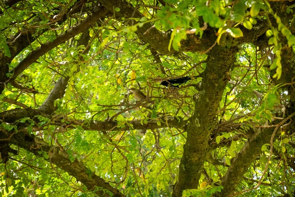 Los Pájaros Amarillos Negro Están Una Rama Del Árbol —  Fotos de Stock