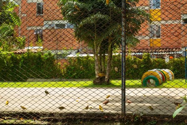 Veel Vogels Zitten Een Cementtuin Naast Een Speeltuin — Stockfoto