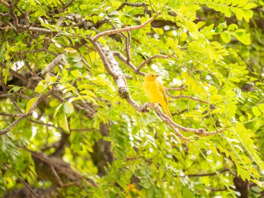 Saffron Finch (Sicalis flaveola), Sarı Kuş bir ağaç dalında bulunur.