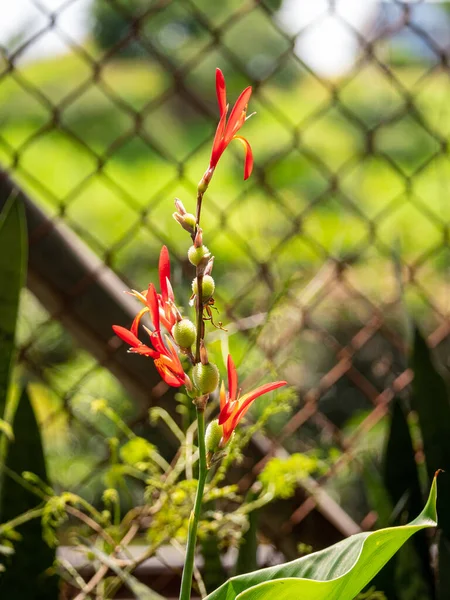 Fleur Rouge Qui Germe Dans Jardin Connu Sous Nom Tir — Photo