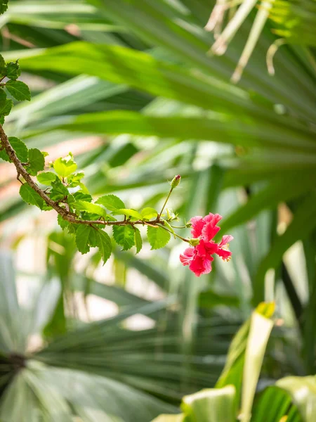 Čínský Ibišek Čínská Růže Havajský Ibišek Růže Mallow Nebo Shoeblackplant — Stock fotografie