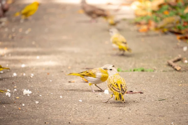 Gruppe Von Gelben Vögeln Isst Weißen Reis Auf Dem Gehweg — Stockfoto