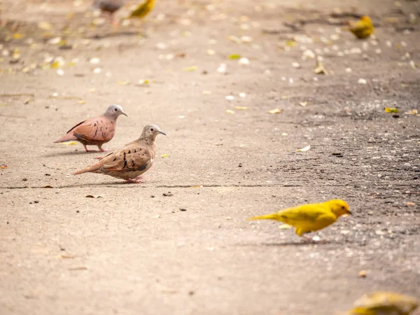 Grupo Pássaros Amarelos Castanhos Comem Arroz Branco Calçada — Fotografia de Stock