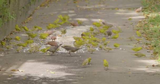 小鸟吃米饭和地面上的面条 — 图库视频影像