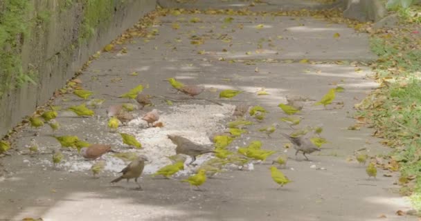 Petits Oiseaux Mangeant Riz Des Nouilles Sol — Video