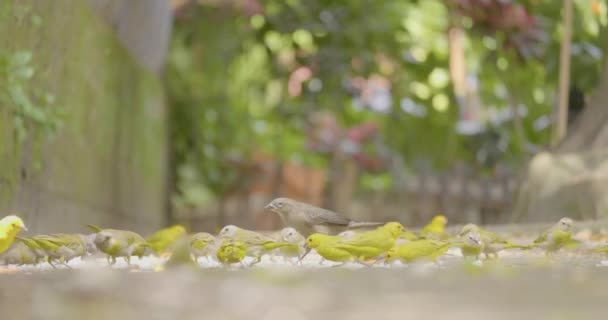Kleine Vogels Eten Rijst Noedels Uit Grond — Stockvideo