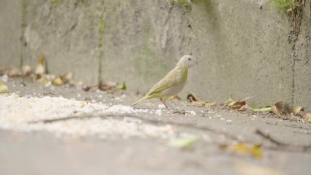 Pequenos Pássaros Comendo Arroz Macarrão Chão — Vídeo de Stock