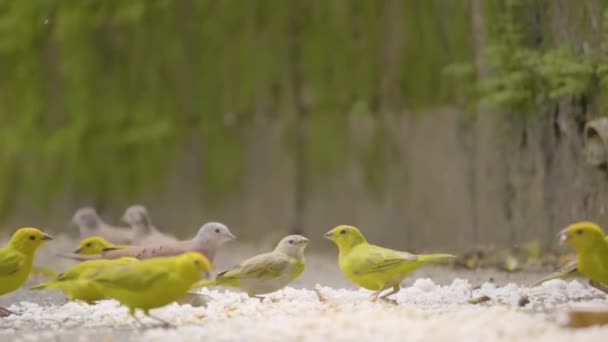 Små Fåglar Äter Ris Och Nudlar Från Marken — Stockvideo