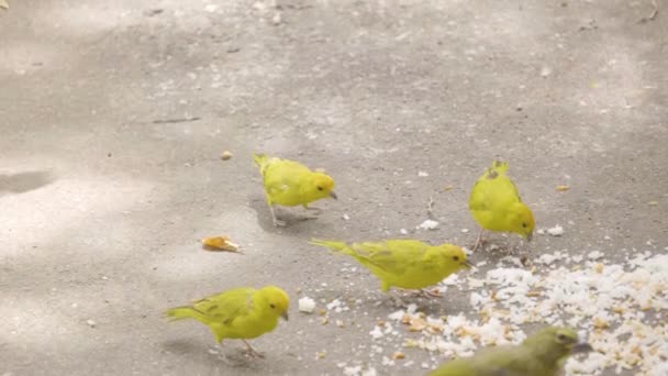 Petits Oiseaux Mangeant Riz Des Nouilles Sol — Video