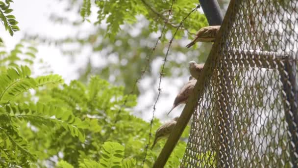 Pigeons Posing Electric Cable Clear Day — Stock Video