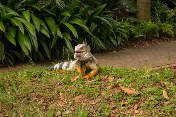 黄色の芝生の緑イグアナは コロンビアのメデリンの庭で草を笑っています — ストック写真