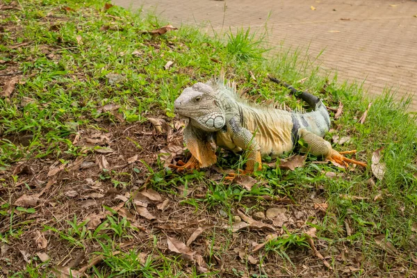 黄色の芝生の緑イグアナは コロンビアのメデリンで草の中を歩いています — ストック写真