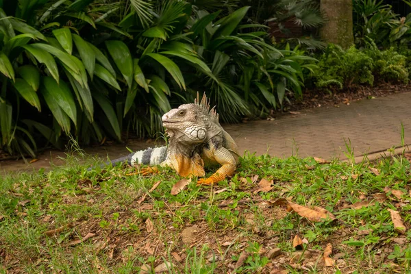 黄色の芝生の緑イグアナは コロンビアのメデリンの庭で草を刈っています — ストック写真