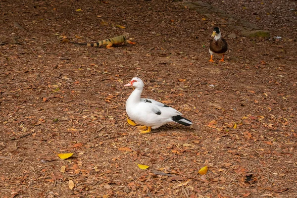 Canards Marchant Sur Sol Rempli Feuilles Sèches Medellin Colombie — Photo