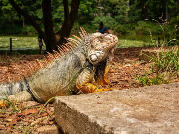 Zelená Iguana Žlutými Tlapkami Kráčí Veřejné Zahradě Medellinu Kolumbii — Stock fotografie